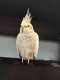 Cockatiel