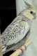 Cockatiel