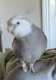 Cockatiel