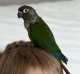 Conure