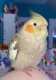 Cockatiel