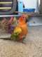 Conure