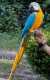 Macaw