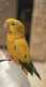 Conure