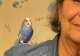 Budgerigar
