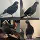 Pigeon