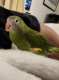 White-Winged / Canary-Winged Parakeet