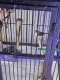 Finch