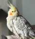 Cockatiel