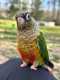 Conure