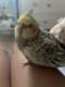 Cockatiel