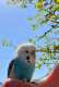 Parakeet