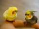 Cockatiel