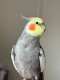 Cockatiel