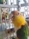 Caique