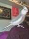 Cockatiel