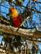 Conure