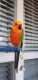 Conure