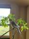 Cockatiel