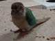 Conure