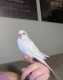 Parakeet