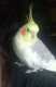Cockatiel