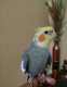 Cockatiel