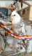 Cockatiel