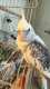 Cockatiel