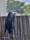 African Grey