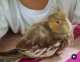 Cockatiel