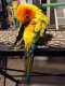 Conure
