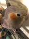 Cockatiel