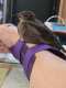 Starling