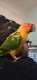 Conure