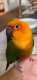Conure