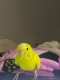 Budgerigar