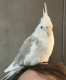 Cockatiel