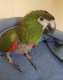 Macaw