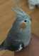 Cockatiel