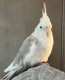 Cockatiel