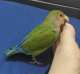 Lovebird