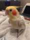 Cockatiel