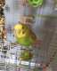 Budgerigar