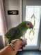 Red-lored Amazon