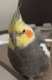 Cockatiel