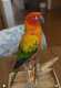 Conure