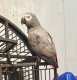 African Grey