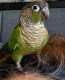 Conure