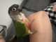 Conure